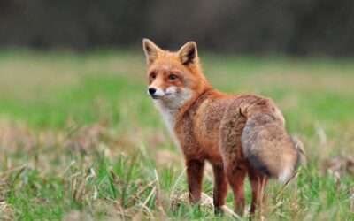 The Number 1 Way to Get Rid of Foxes for Good!