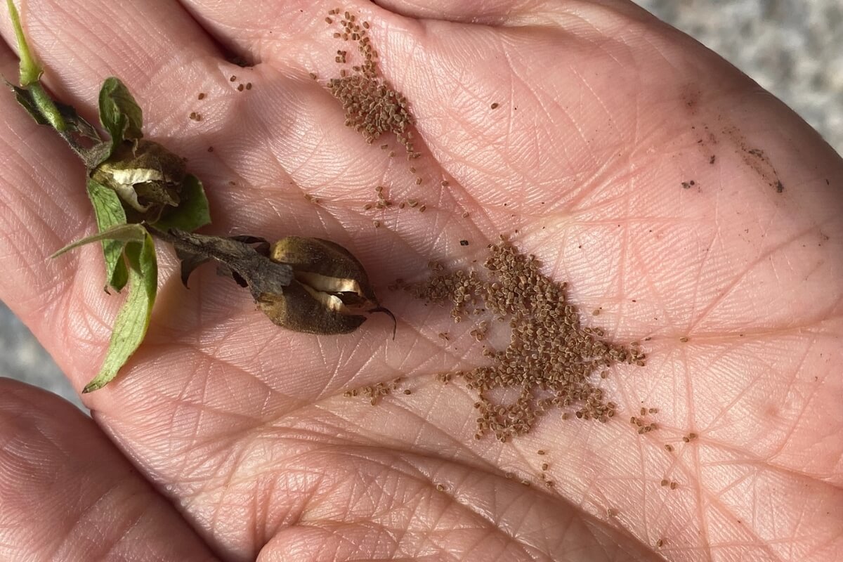 foxglove seeds collected in a hand