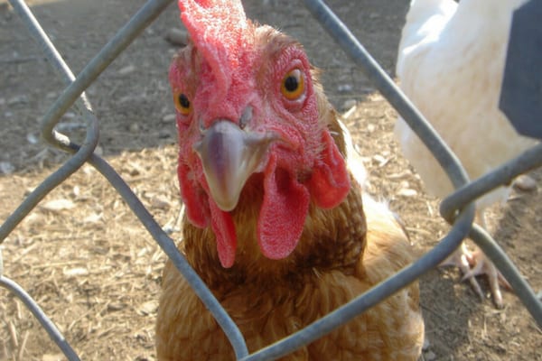 The Pros and Cons of Free Range Chickens - Are They Right for You?