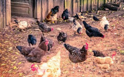 The Pros and Cons of Free Range Chickens