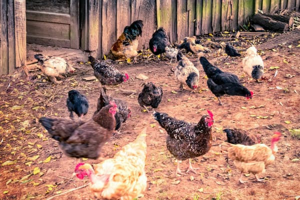 My 1 Hectare Farm of Free-range Chickens!! What is A Free-range Chicken  Farm & How does it Work? 
