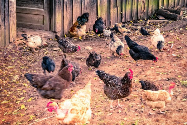 How to Raise Free Range Chickens - Backyard Poultry