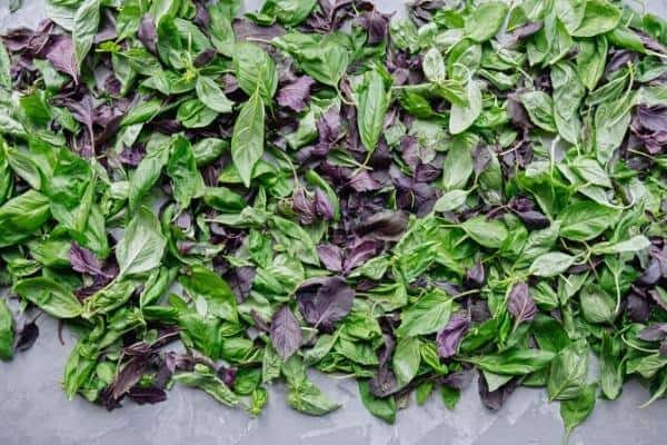 fresh basil leaves spread on a table ready to be dried
