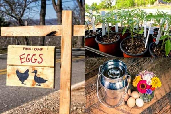 farm fresh eggs sign, milk tote, and eggs, and garden starts for sale