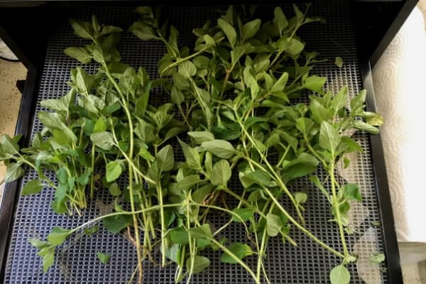 fresh oregano stems on a dehydrator tray