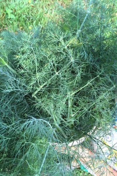 fresh dill in a basket in the garden