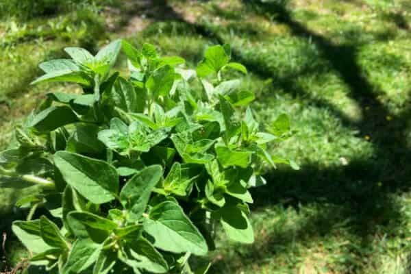 fresh picked oregano ready to dry