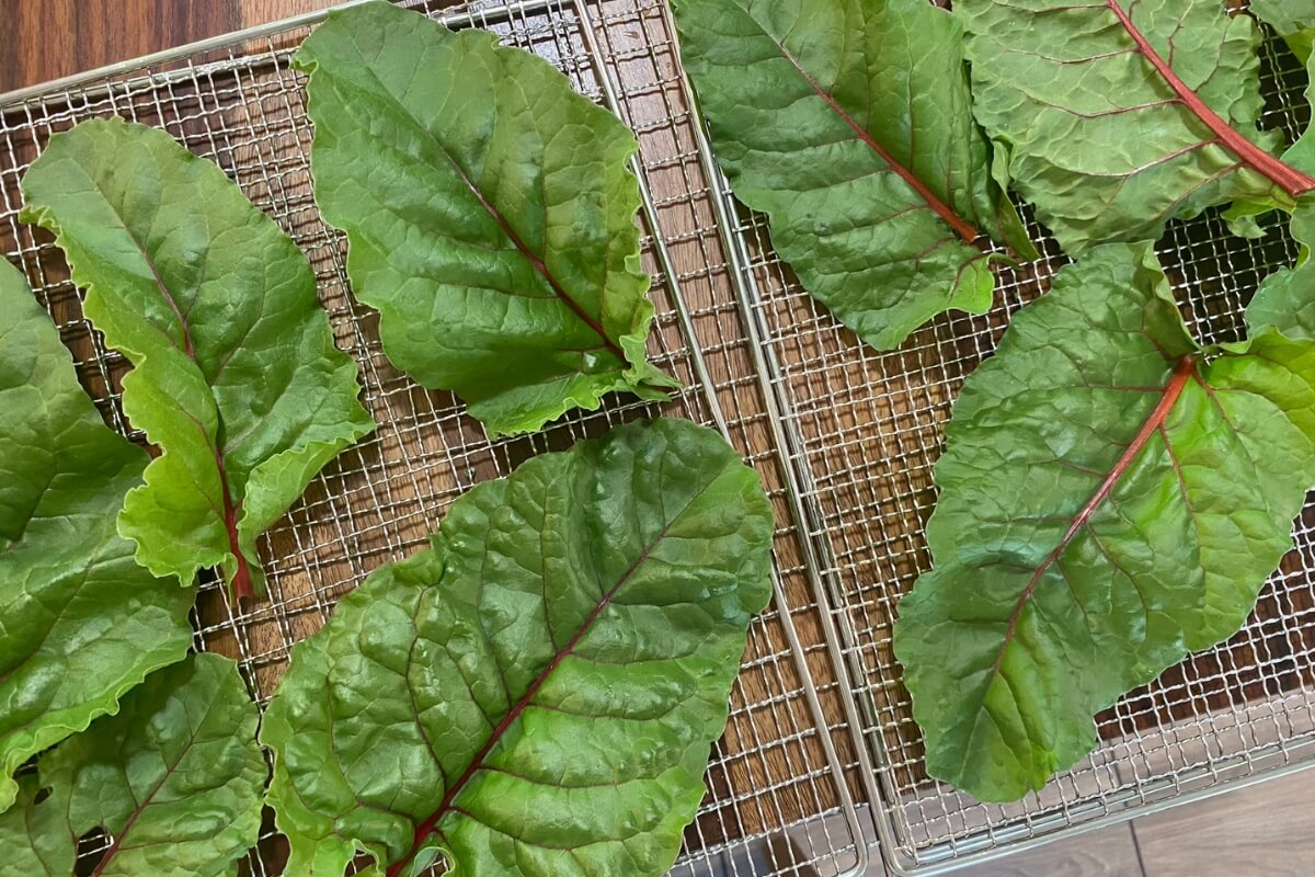 fresh swiss chard leaves on dehydrator trays