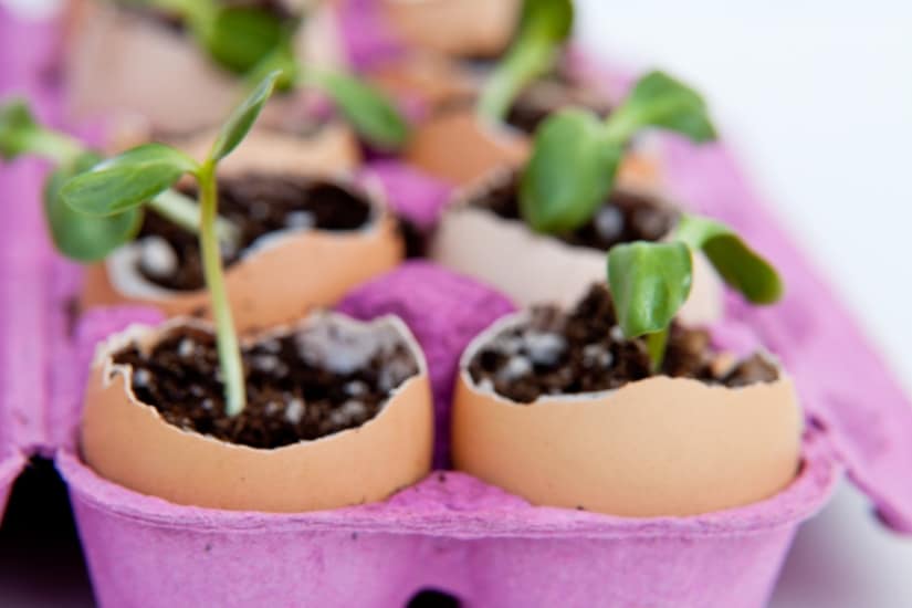 frugal seed containers out of used egg shells