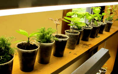 20 Frugal, Repurposed Seed Starting Containers