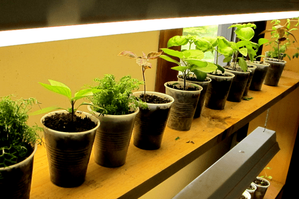 Plant Starting Tray or Seed Starting Tray with a Muffin Pan