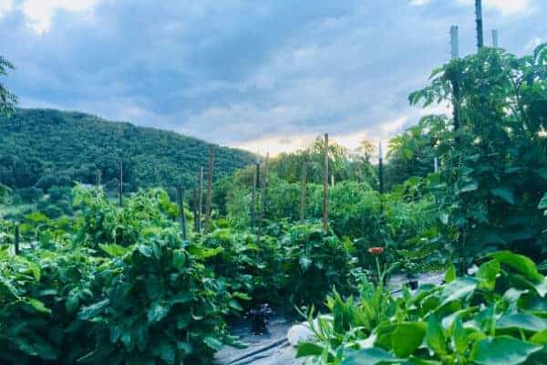 vegetable garden in the mountains