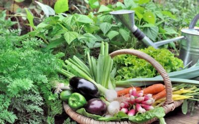 How to Grow More Food in Less Time