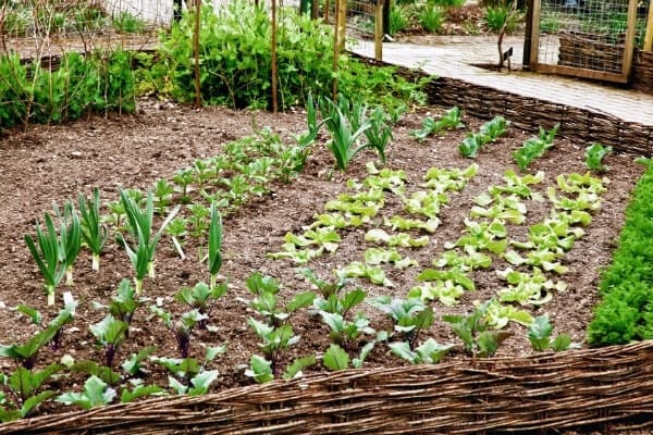 spaced rows of greens in a garden bed