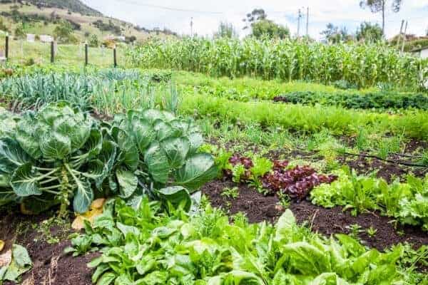 vegetable garden rows