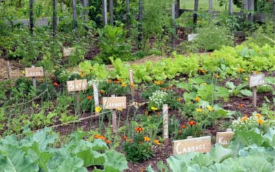 Gardening for Beginners: 11 Gardening Mistakes to Avoid