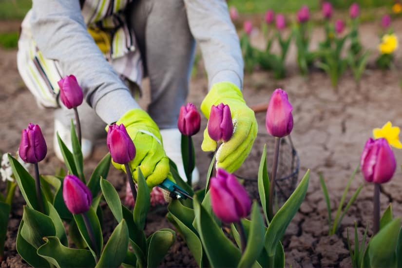 gardner picking tulips with shears