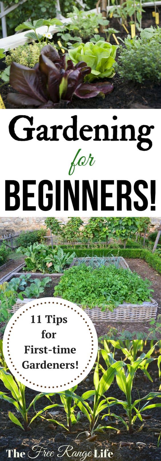 Gardening for Beginners: 11 Tips for Beginning Gardeners! Get ready to grow your best garden ever!