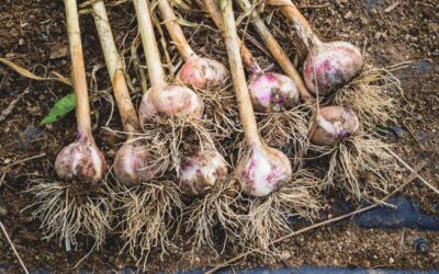 The Best Garlic Companion Plants For Your Garden