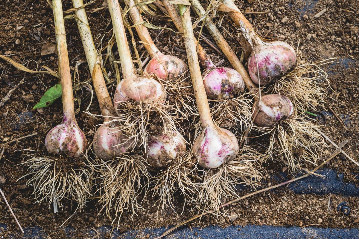 freshly picked garlic