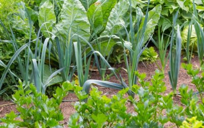 The Ultimate Guide to Companion Planting in Your Vegetable Garden