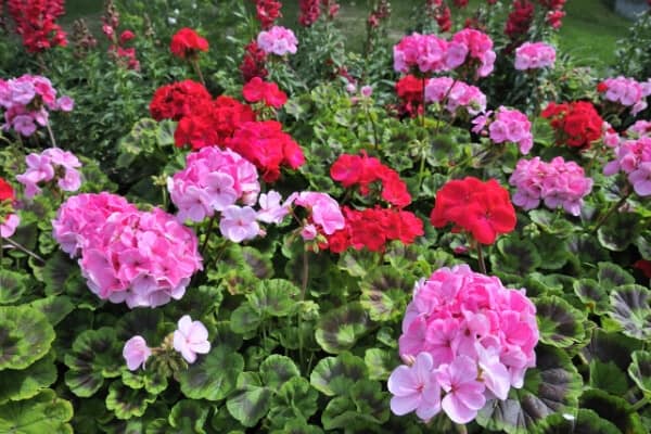 pink and red geranium flower bed