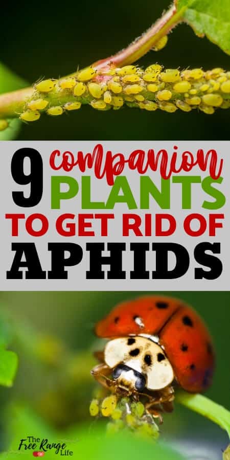 Organic Gardening: Aphids can destroy your crops and bring disease to your garden. Learn how to control aphids through companion planting and other natural measures.