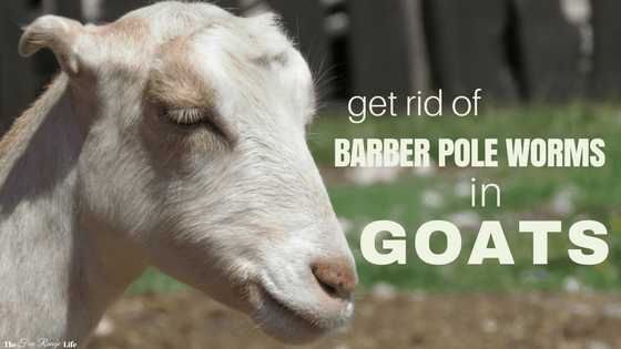 Treating Barber Pole Worms in Goats - The Free Range Life