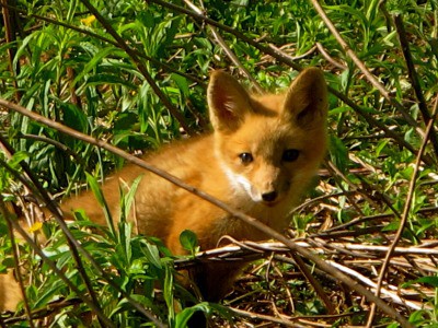 キツネは家禽の所有者のための大きな問題であり、良いためにキツネを取り除くための番号1の方法を学びます！