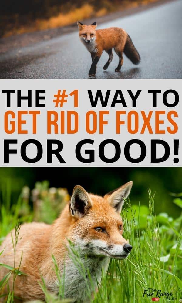 the #1 way to get rid of foxes for good text with image of fox on a road and close up of red fox