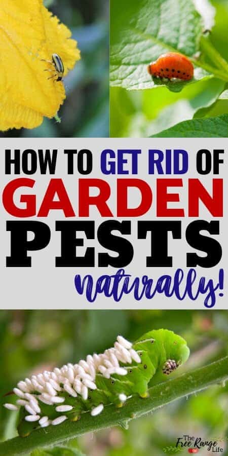 How to Naturally Get Rid of Bugs on Plants