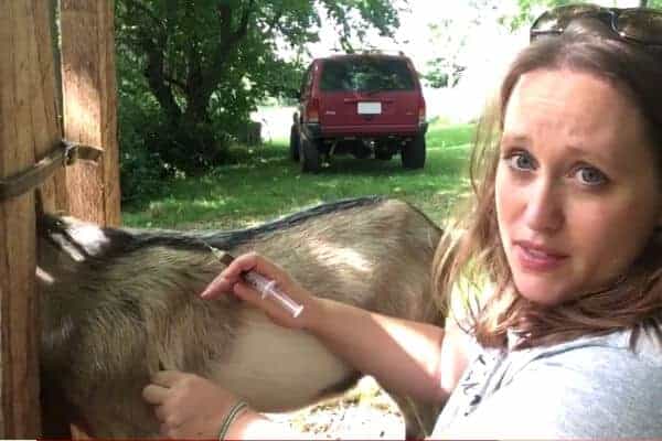 a goat on a milk stand getting an injection