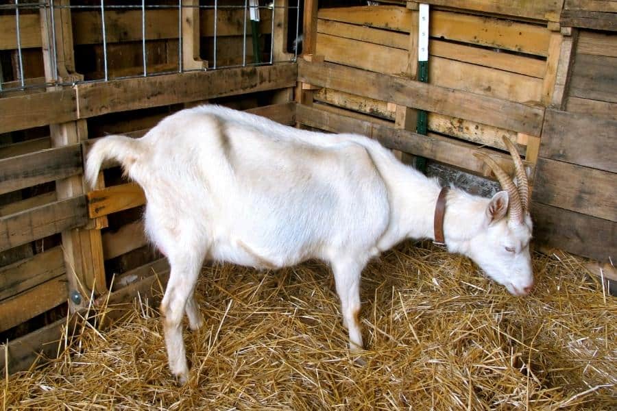 9 Signs Your Goat is in Labor (Or Will Be Soon!)