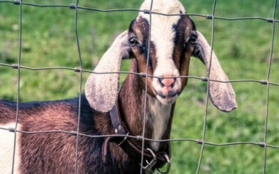 The Best Options for Goat Fencing