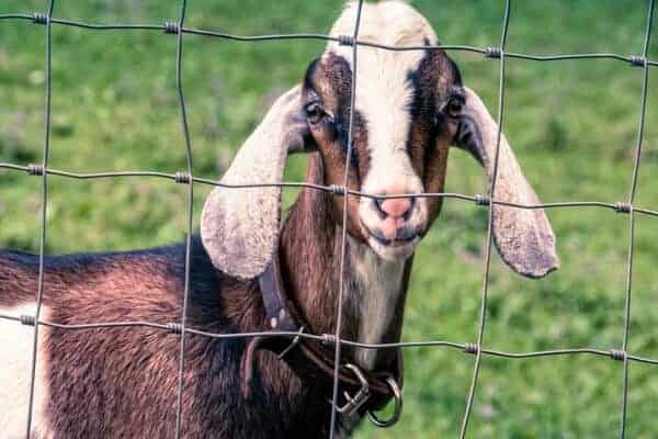 brown and white goat behind fence in a yard