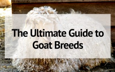 The Ultimate Guide to Goat Breeds