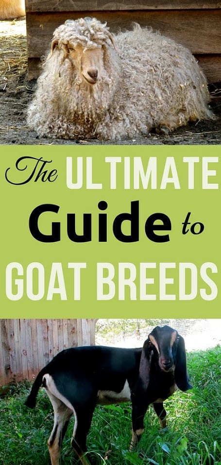 Raising Goats for Beginners: Which goat breed is right for you? Read through the ultimate guide to goat breeds to find out!