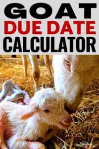 Goat Gestation Calculator to Calculate Your Goat's Due Date