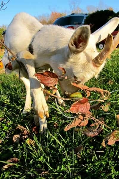 goat in yard eating a dogwood treat branch