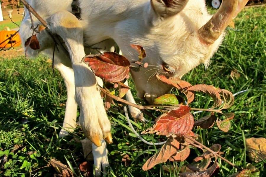 white goat with horns eating a tree branch on the ground