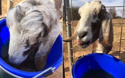 How to Make Homemade Goat Electrolytes