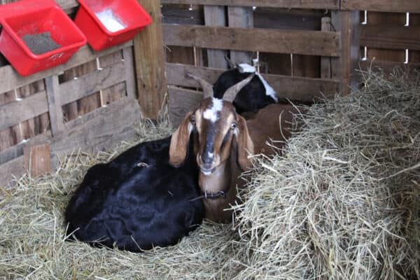 goats laying in hay and straw