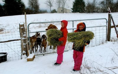 How to Care for Goats in Winter- What You NEED to Know!