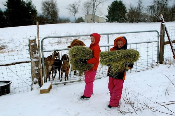 feeding hay to goats in snow