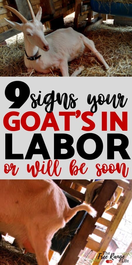 9 signs your goat is in labor or will be soon 