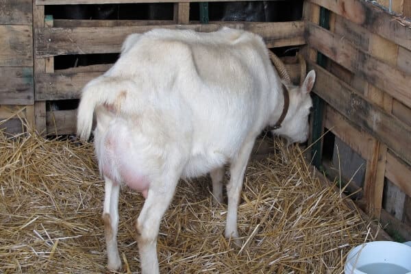 goat in labor with head in corner