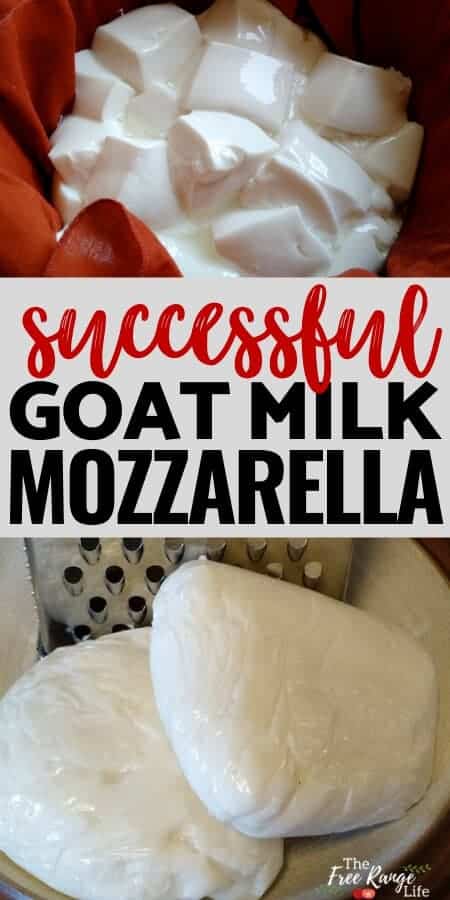 successful goat milk mozzarella 2 fresh cheese blocks