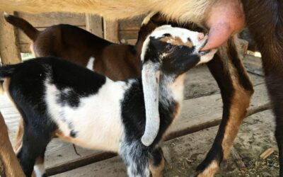 5 Best Dairy Goat Breeds for the Small Farm