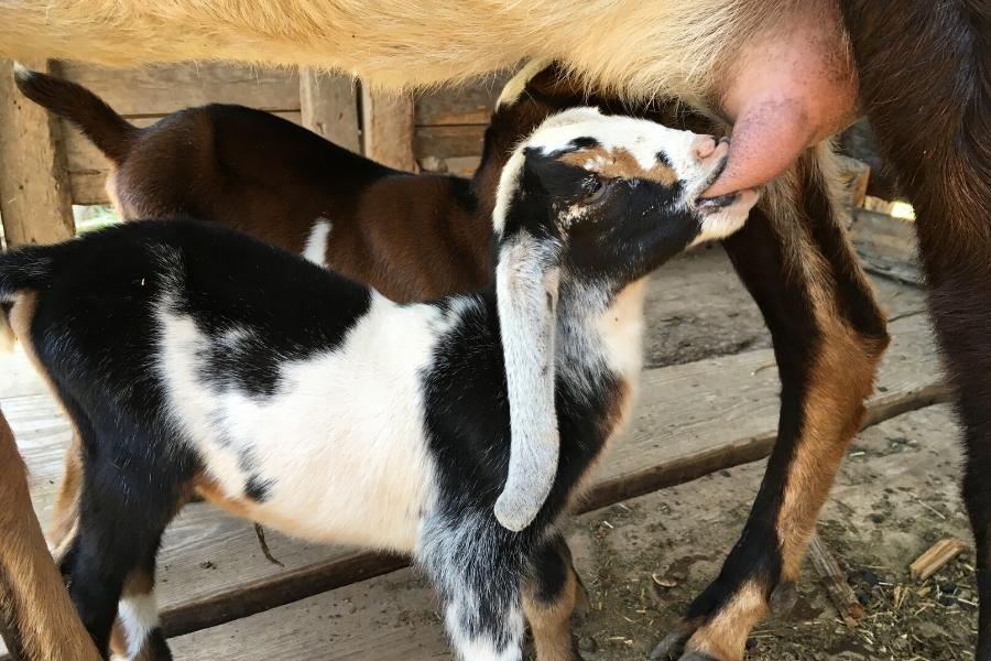 alpine dairy goat kids