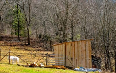 How to Build a Goat Pen- Everything You Need to Know!
